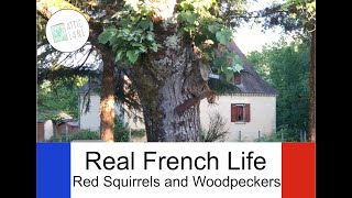 Real French Life - Red Squirrels and a Woodpecker