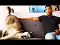Unwanted Husky Finally Found the Family Who Said YES