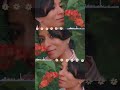 🌿🌿🏵️🏵️🌿🌿#love #youtubeshorts #shorts #trending #trendingshorts #travel #nature #instagram #status