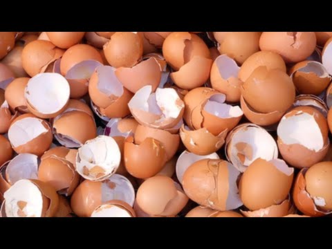 Wideo: Jak Zrobić Obraz Skorupki Jajka
