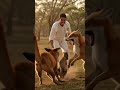 Brave Man Saves Baby Kangaroo from Fox Attack 🦘❤️ #Emotional"#KangarooRescue #AnimalRescue #BabyKang