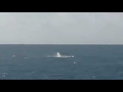 Grupo de baleias Jubarte é visto na Barra dos Coqueiros na última sexta-feira (15)