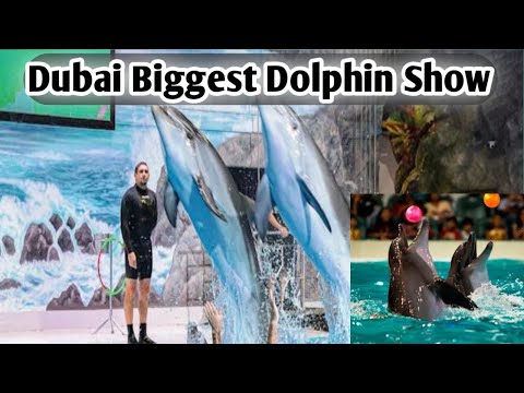Dolphin Show Dubai  UAE || Best Of Dubai Dolphin Show || Dolphin Show