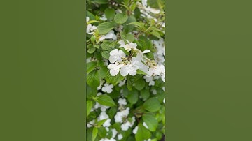 Thumbnail of Are you looking for nonstop blooms in the garden? Steady Eddy Viburnum never stops!! #garden