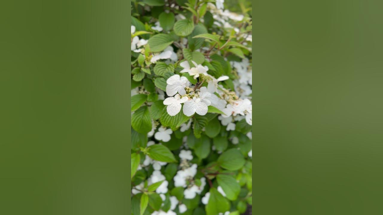 Are you looking for nonstop blooms in the garden? Steady Eddy Viburnum never stops!! #garden