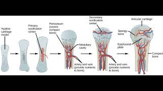 Skeletal System Overview for Massage Therapists