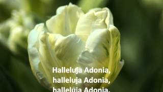 Halleluja Adonia - Opwekking 731 chords