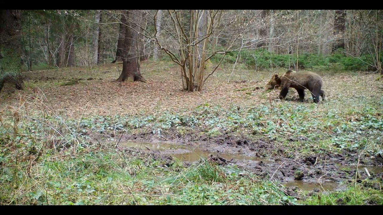 Wild Transylvania: Eurasian brown bear.