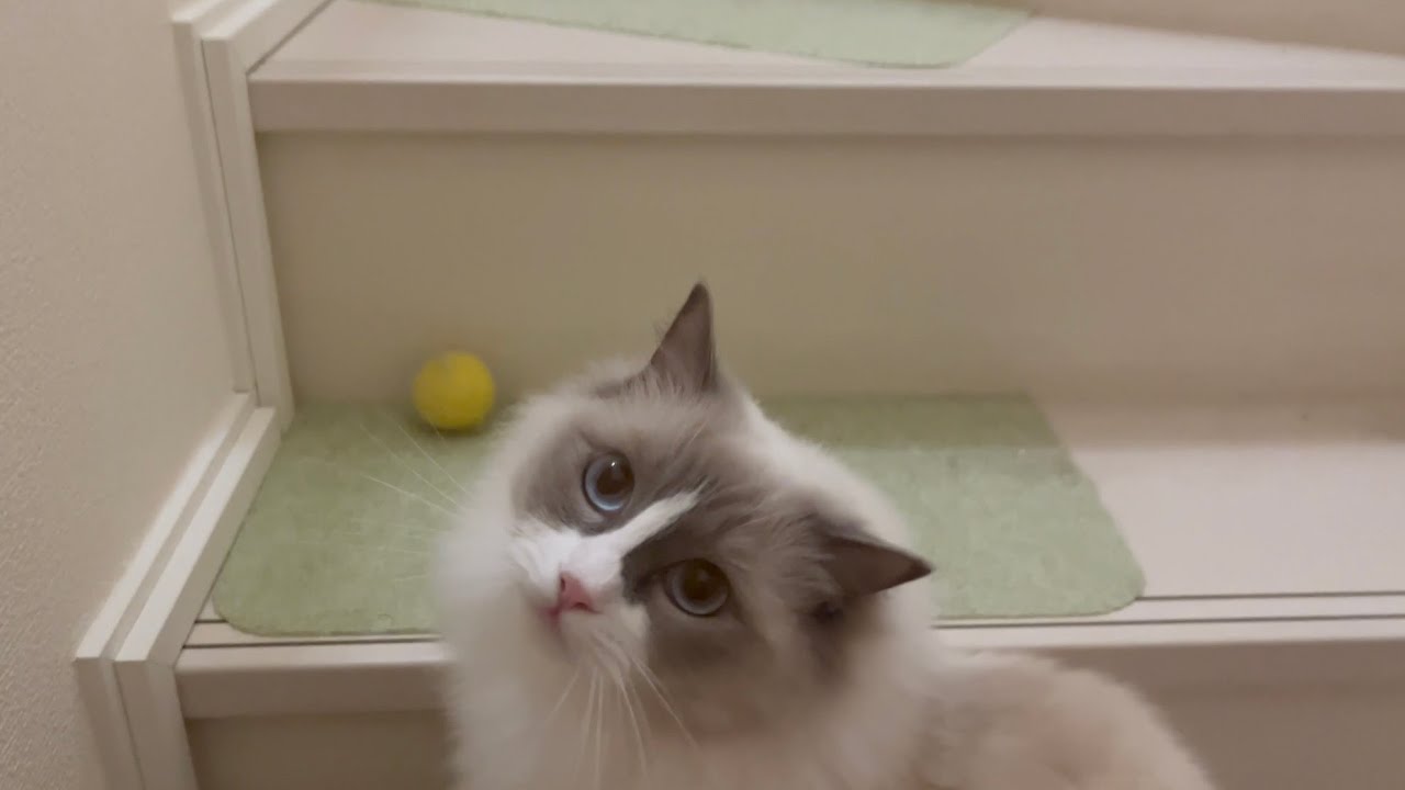 Luna wants to play catch ball