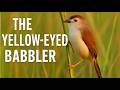 Yellow‑eyed Babblers of Pakistan — A Hidden Gem of the Grasslands