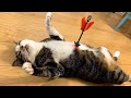 These CATS are too FUNNY! 🤣 The Funniest Cat Moments of the Year 2025 😁