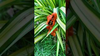 OMG! Hidden T-Rex Found 🦖 Brachiosaurus / T-Rex / Gorilla . #dinosaurtoys #toys #trex