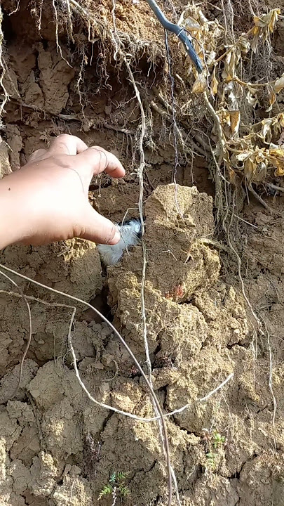 perhatikan tangnganya , sudah dipastikan ketangkap, #nature #cute #shotrs