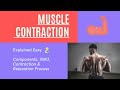 Muscle contraction and relaxation anatomy stepbystep musclecontraction