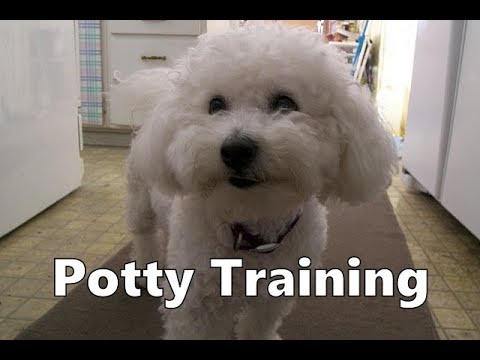 How To Potty Train A Bichon Frise Puppy - Bichon Frise House Training ...