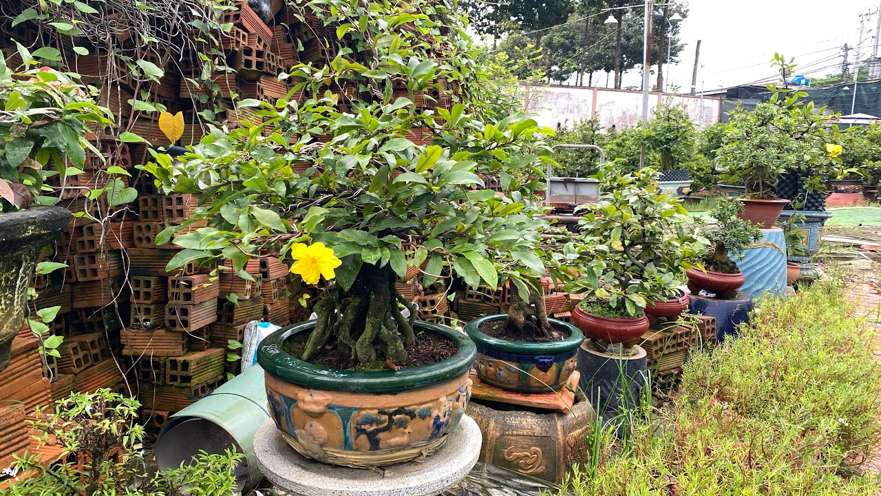 Cách khắc phục mai nở sớm đơn giản nhất ace xem hết lip có câu trả lời 📱0908452177