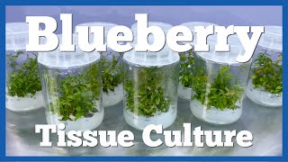: Blueberry Micro Propagation Part 1 - Initiation and Multiplication.
