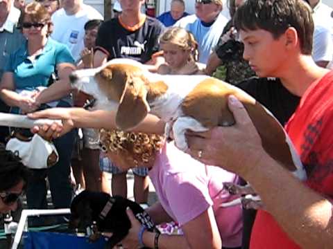Dachshund Store Huntington Beach Ca Dachshund Store Huntington Beach Ca