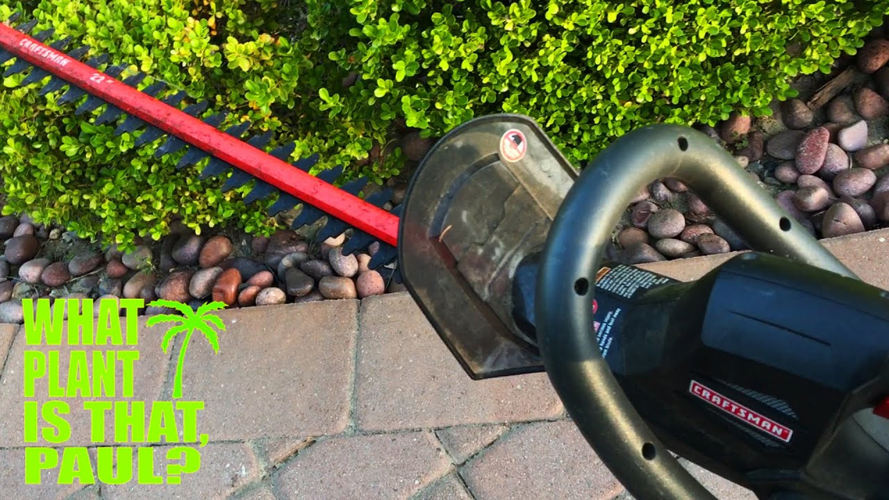 The Japanese Boxwood is a broadleaf evergreen shrub that makes a Fantastic Hedge