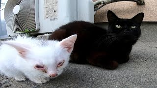 野良猫家族「今日は工場休みで誰も来ないニャ」