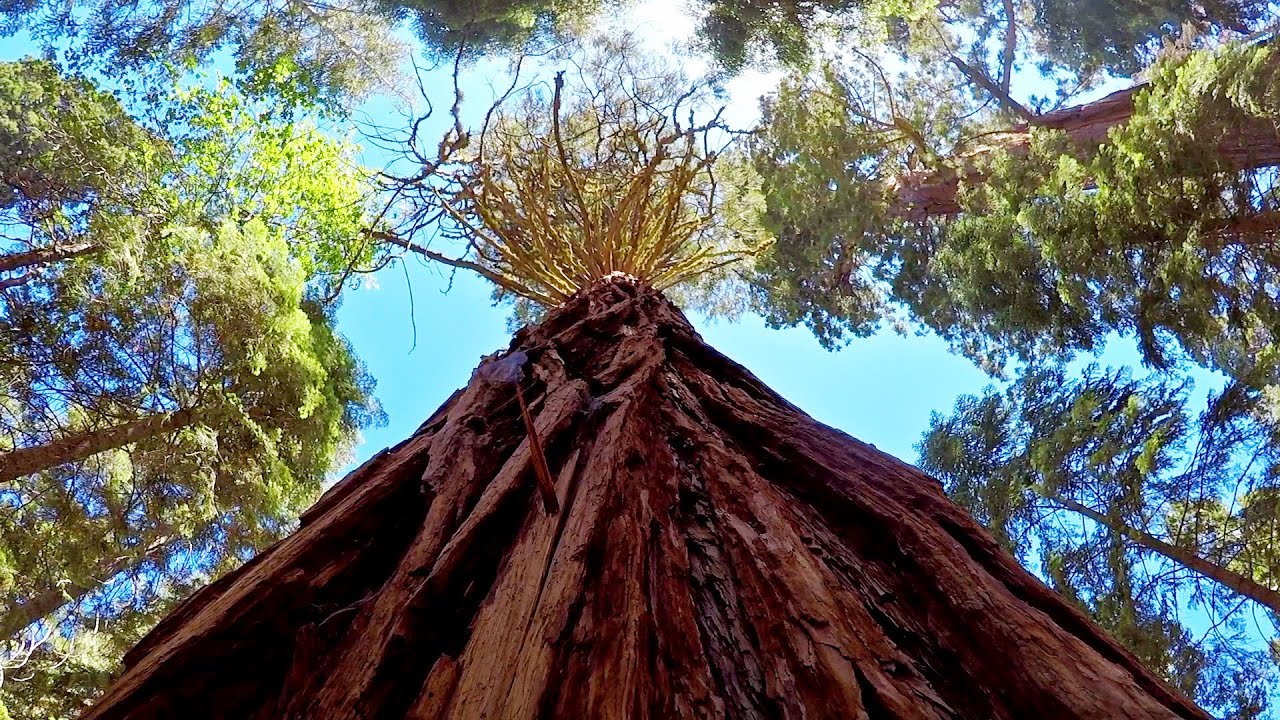 Trail of 100 Giants (Meadow Grove) Sequoia National Park California