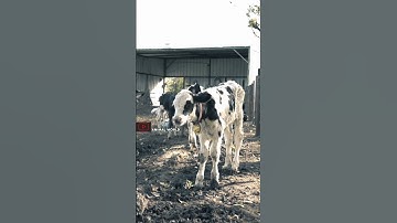 Sapi - Anak sapi - Sapi besar - Anak sapi lucu #shorts
