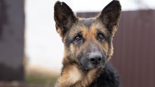 Why Is My German Shepherd So Itchy? 🐾