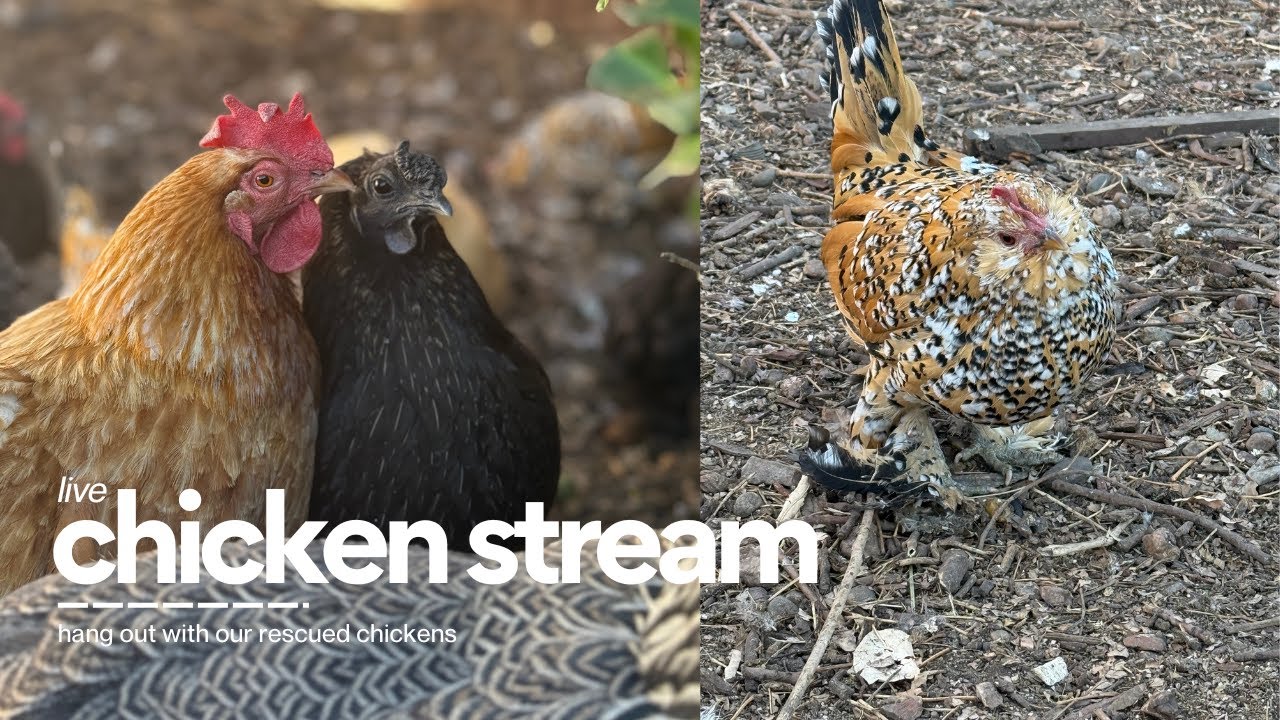 Chicken Live Stream - Fort Fluffy Butt Live Stream - 1/10/26