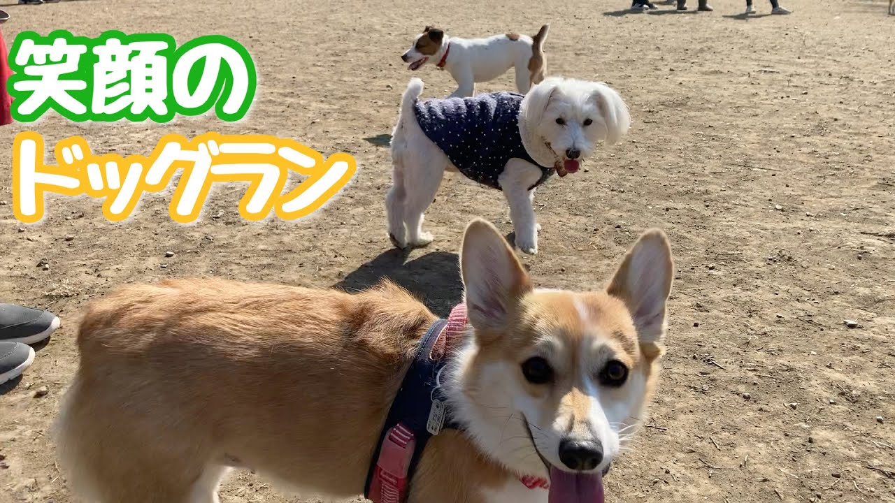 笑顔のドッグラン ジャックラッセルテリア子犬【なのは】 YouTube