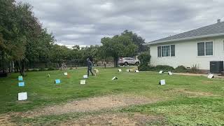 Pip AKC Rally Novice Course 3