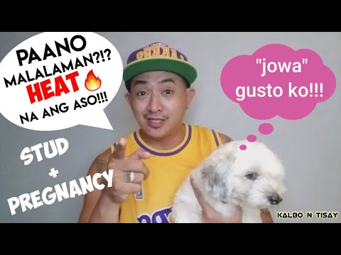 PAANO MALALAMAN KONG HEAT NA ANG ASO?!?| STUD + PREGNANCY