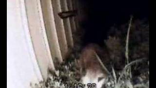 Possum in my yard