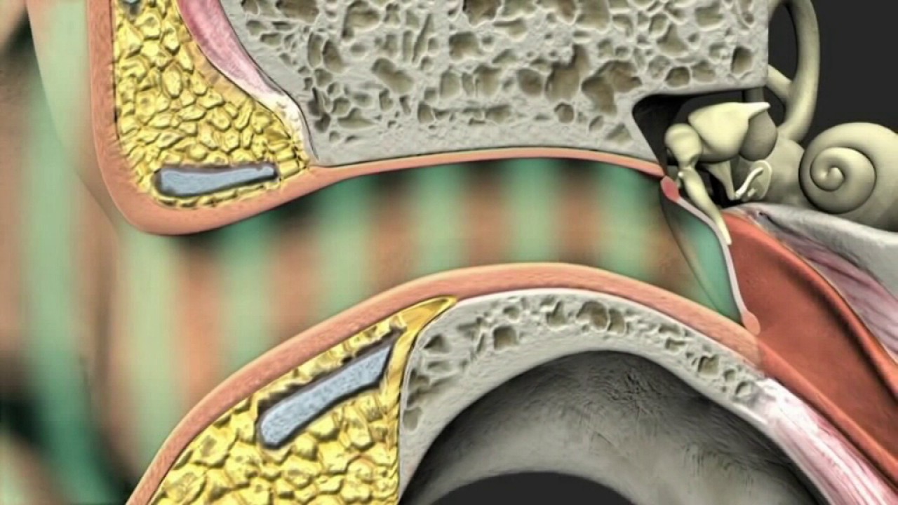 بنية الأذن عند الإنسان - تعليم أساسي