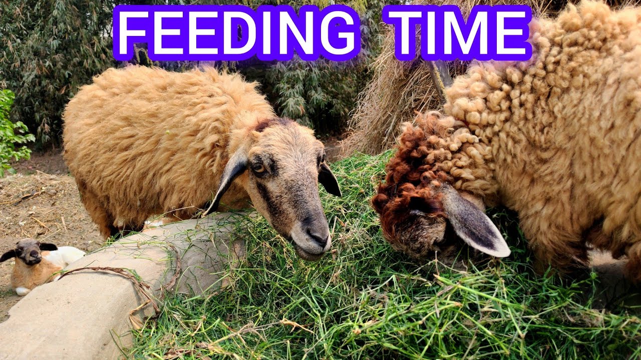 Mother Sheep Grazing with Her Two Lambs | Peaceful Farm Life 