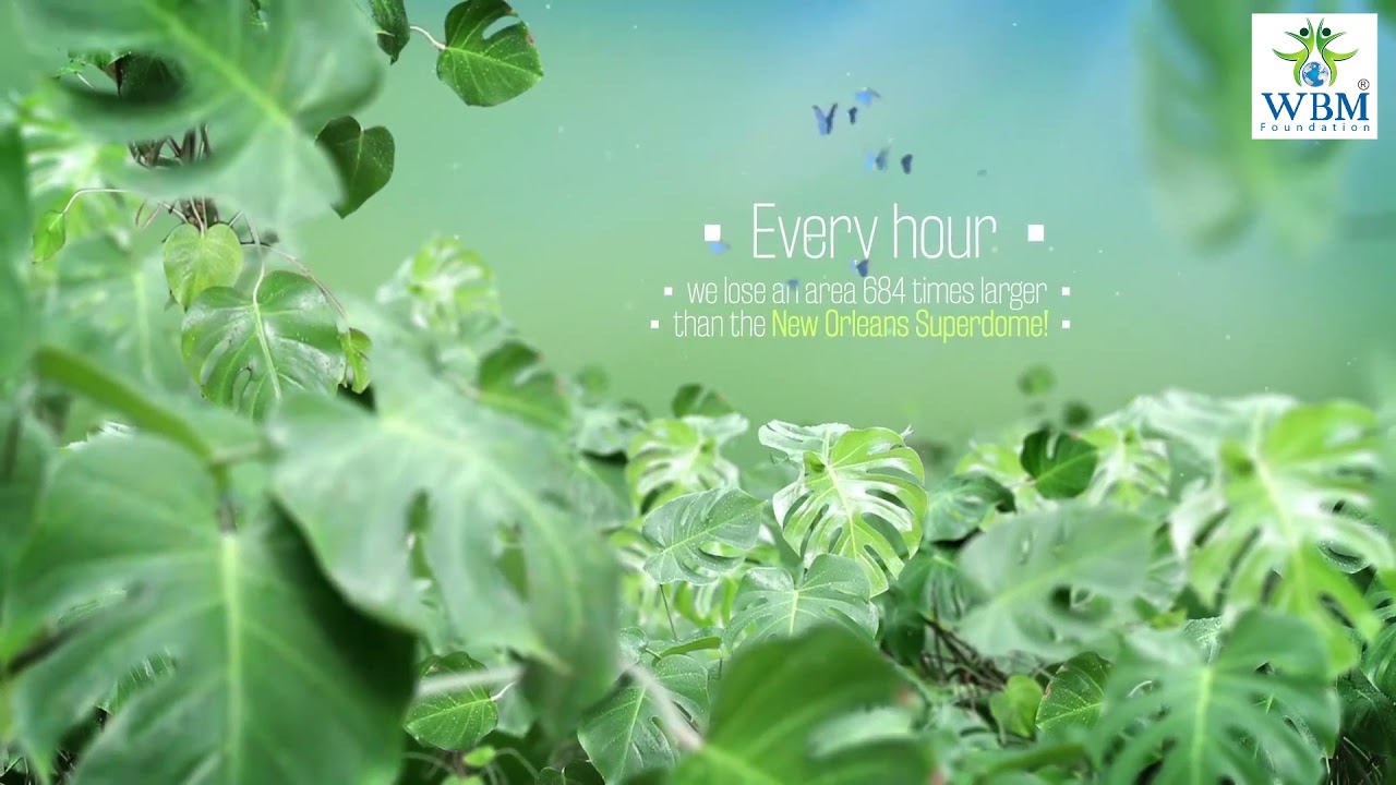 WBM Foundation - How to Save the Rainforest