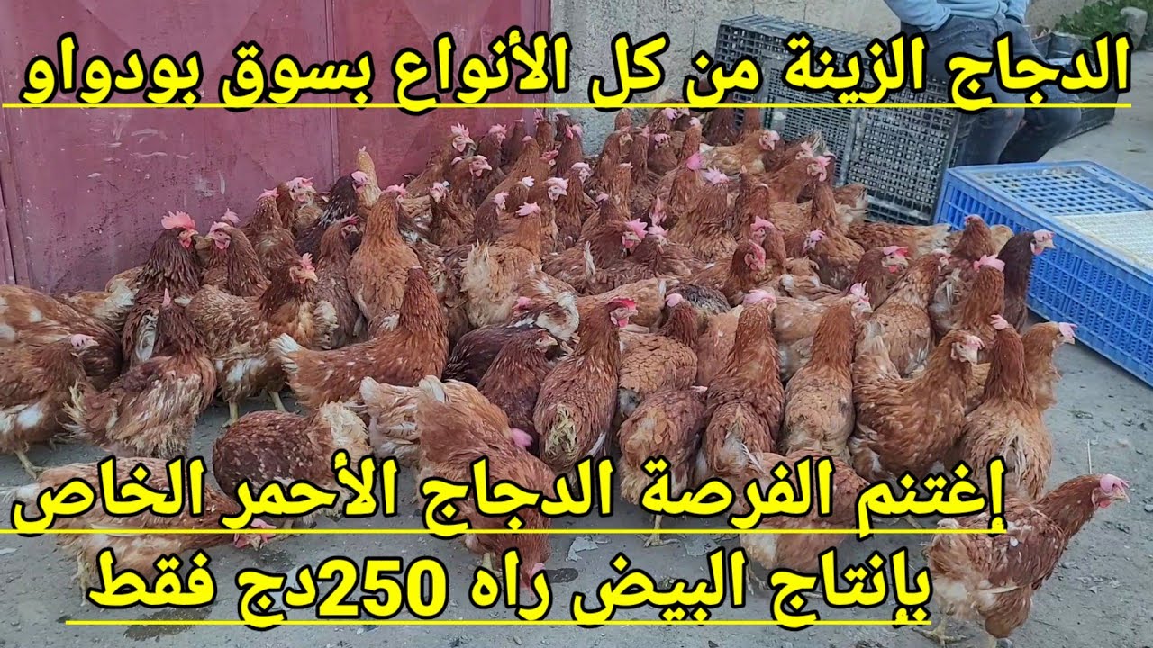 فرصة لا تعوض إغتنم الفرصة : الدجاج الأحمر الخاص بإنتاج البيض راه صولد بسعر 250 دج فقط !؟ مشروع مربح 