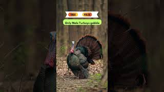 Only Male Turkeys Gobble Truefalse turkey