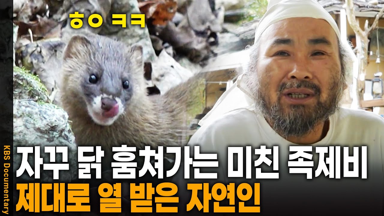 자꾸 할아버지 닭 훔쳐가는 밉상 족제비 | KBS 20211111 방송