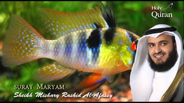 Surat Maryam - Mishary Rashid Alafasy --   سورة مريم   - مشاري بن راشد العفاسي