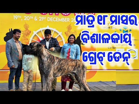 Odisha Biggest Great Dane Dog live Interaction with Owner Pattnaik Sir Odisha Dog Show