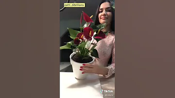 САЖАЮ НОВЫЙ АНТУРИУМ ИЗ МАГАЗИНА!!!МУЖСКОЕ СЧАСТЬЕ