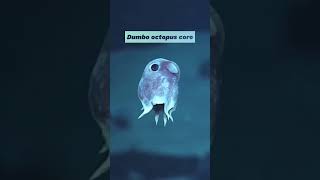Dumbo octopus part 2😻omg they're so cute #viralvideo#animals#animalentertainment#cute#living_life