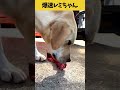 【ASMR 爆速レミちゃん35】大きな鹿の骨は爆速で食べれなかったレミちゃん😅/Raw Feeding Dogs asmr #shorts