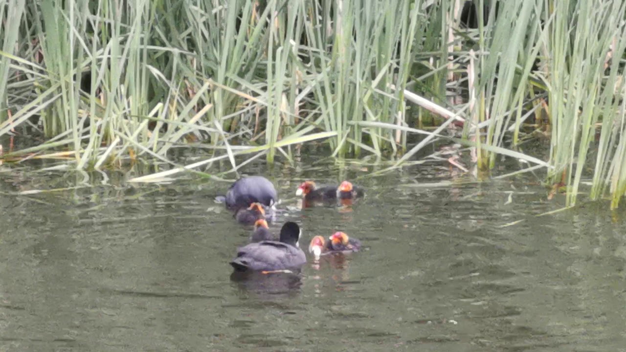 A family of Coots feeding there babies YouTube