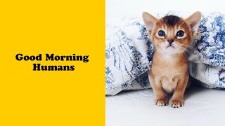 50 Cute Cats To Make Your Heart Melt 2/2 - Cute kitten
