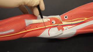 BIOL 224 Lab 11 Circulatory System Complete Review
