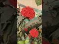Beautiful ixora flowers blooming 🌺🌸🥰🌿 #gardening #trending #shorts #beautiful #flowers #plants #love