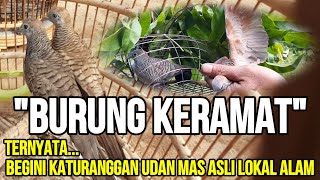 AS EXPECTED, THE TARGET OF THE NATURAL LOCAL KATURANGGAN UDAN MAS DOVE WAS CAUGHT | ATTRACTING DOVE