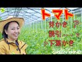 農薬・化学肥料を使わないトマトの芽かき、誘引、下葉かき！農作業と専門用語を詳しく解説します！