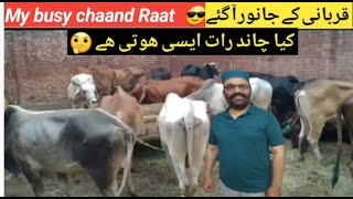 My busy chaand Raat | قربانی کے جانور